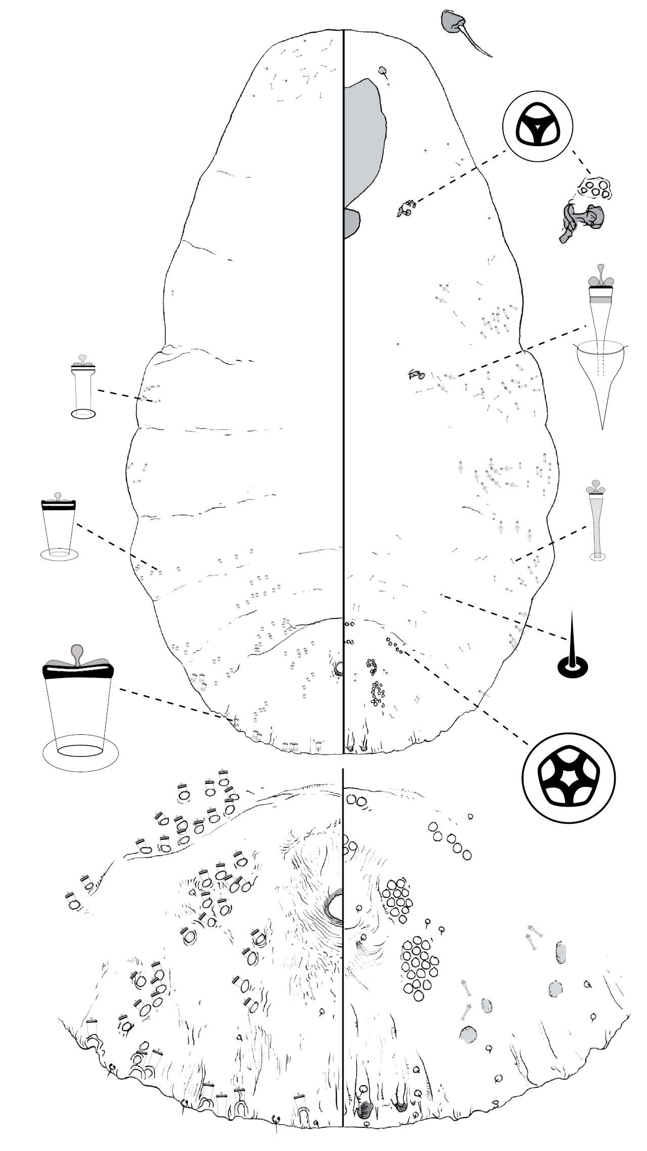 Sivun Poliaspis ceraflora Hardy & Henderson kuva