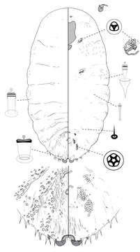 Image of Poliaspis nalbo Hardy & Henderson