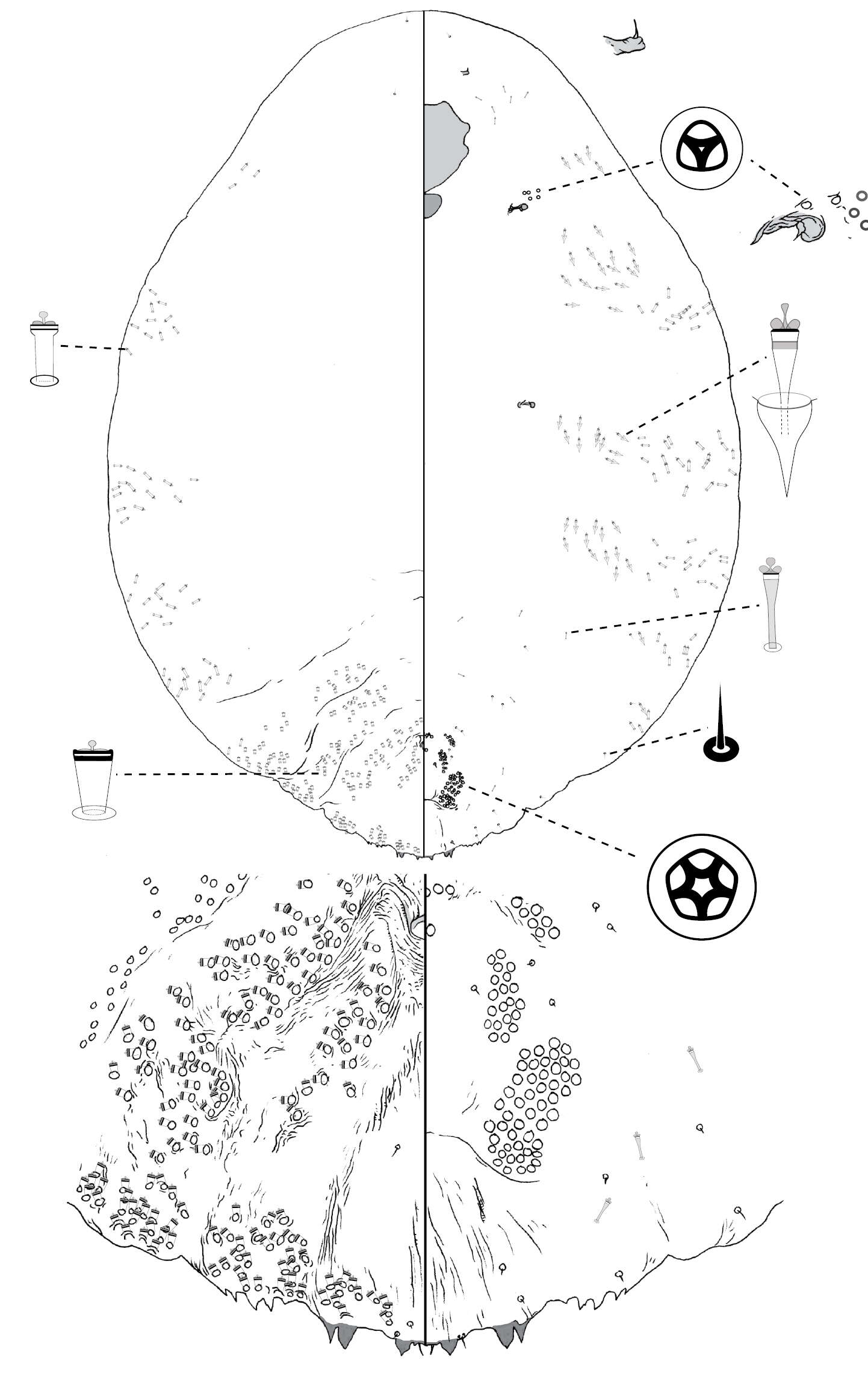 Image of Poliaspis narungga Hardy & Henderson