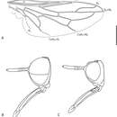 Image de <i>Iranotrichia insolita</i>