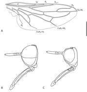 Image of Muscomorpha