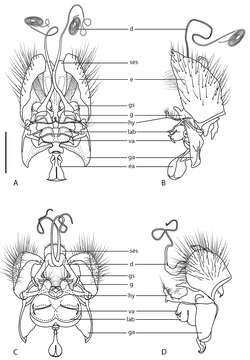 Image of Iranotrichia