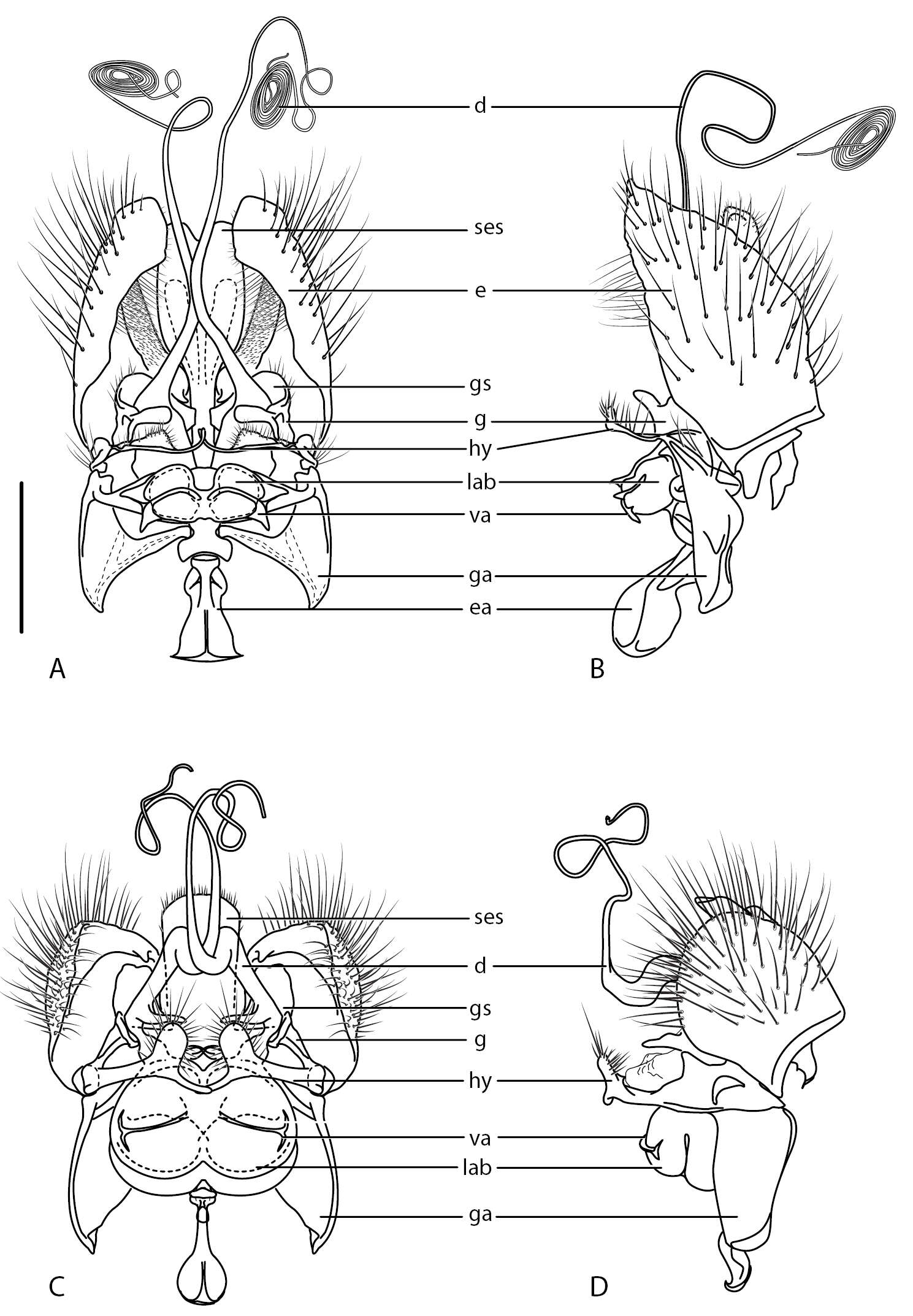 Image de Muscomorpha