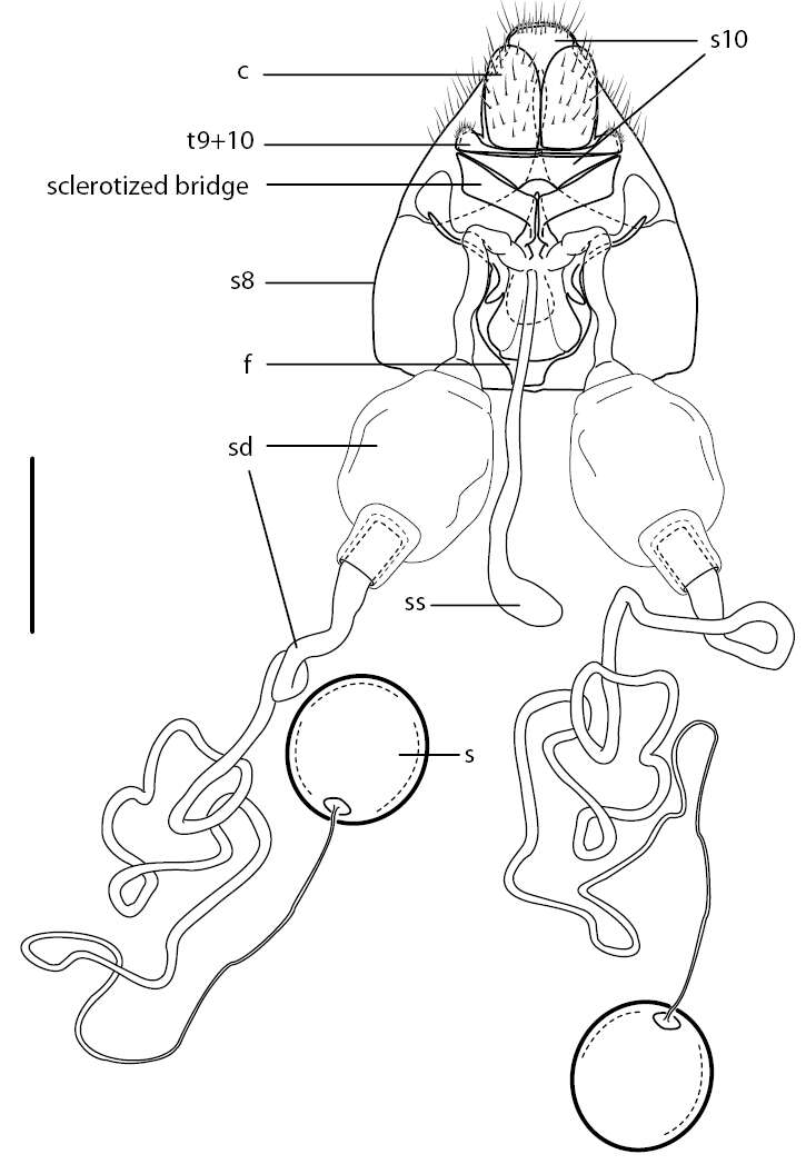 Image of Muscomorpha