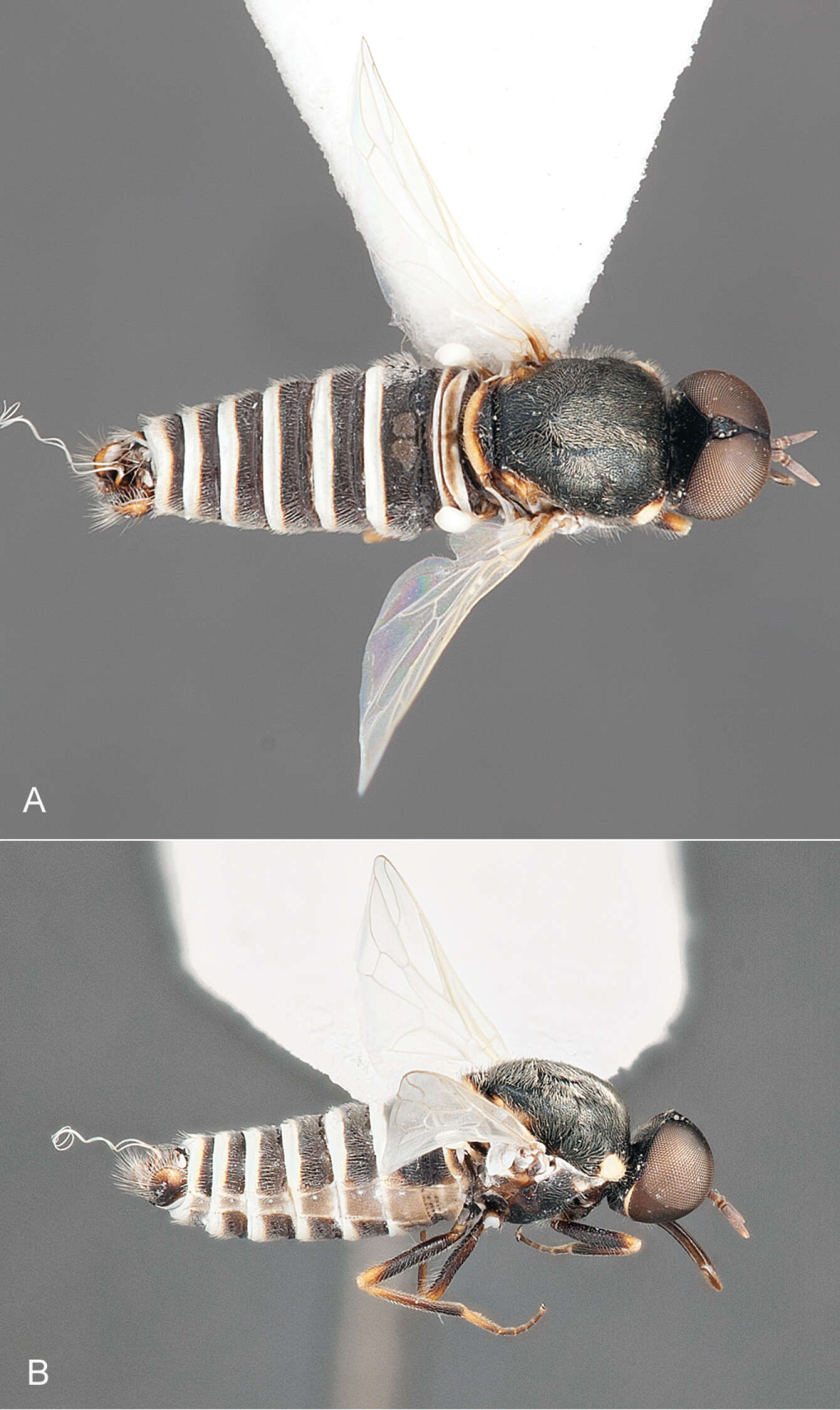 Image de <i>Iranotrichia nigra</i>