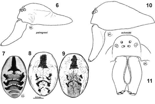 Image of Dictyna