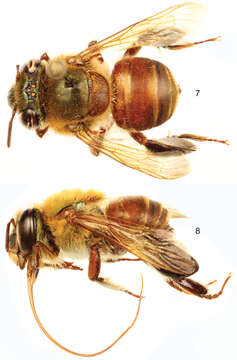 Sivun Euglossa Latreille 1802 kuva