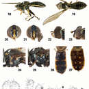 Toxomerus picudus Mengual resmi