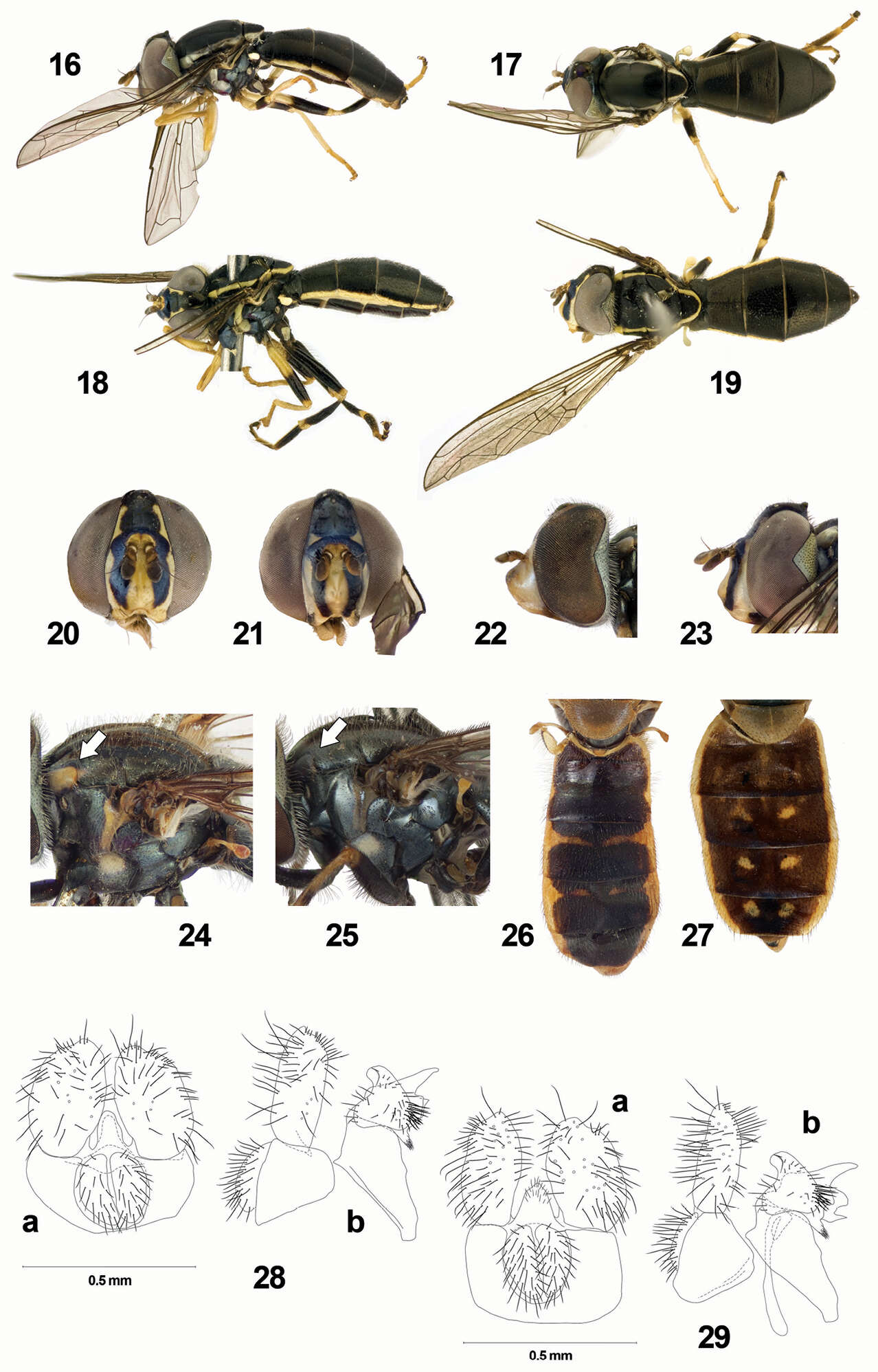 Imagem de Toxomerus picudus Mengual