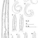 <i>Longidorus carniolensis</i> resmi