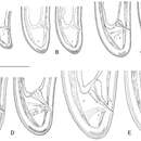 Sivun <i>Longidorus carniolensis</i> kuva