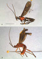 Image of Mummy-wasps