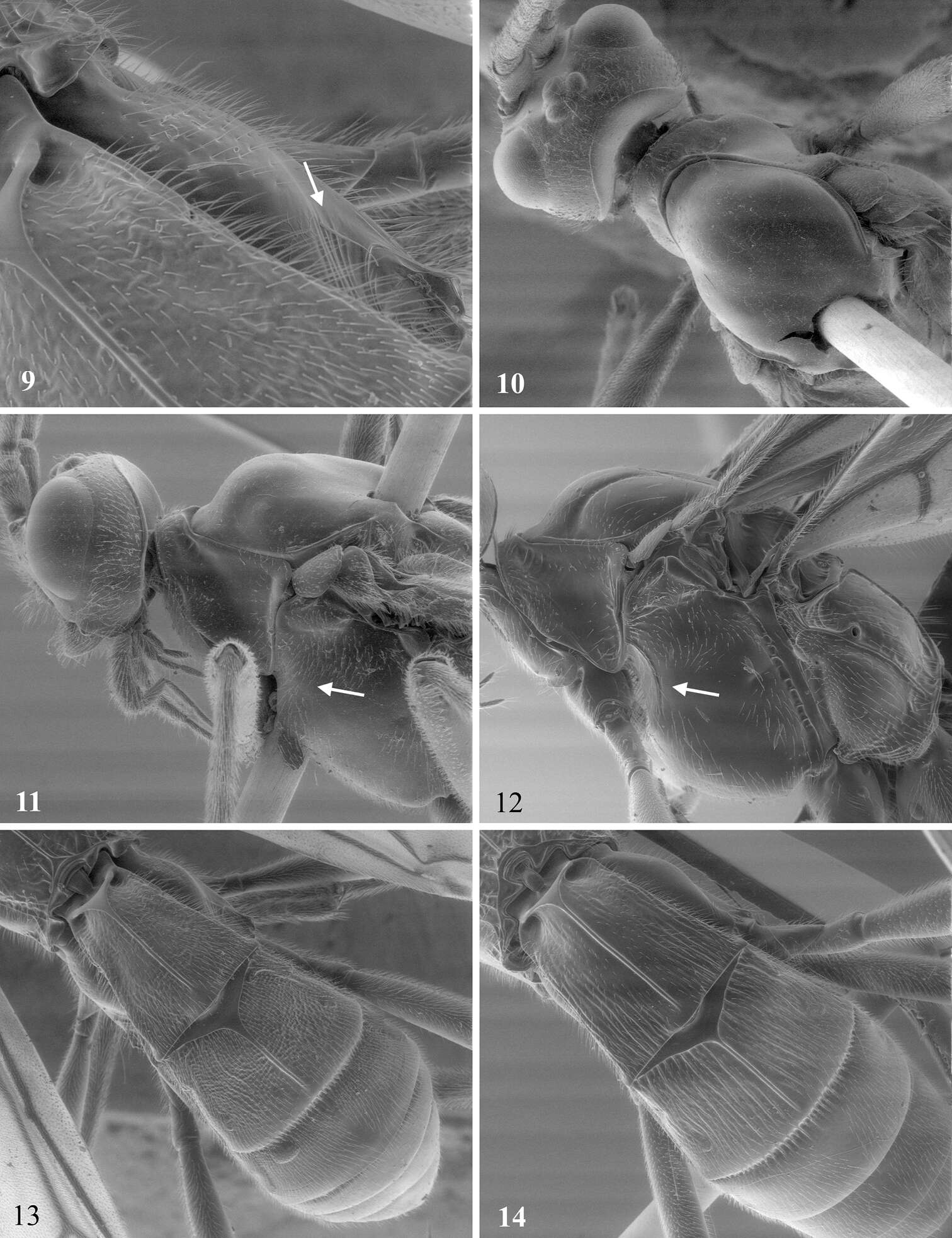 Image of Mummy-wasps