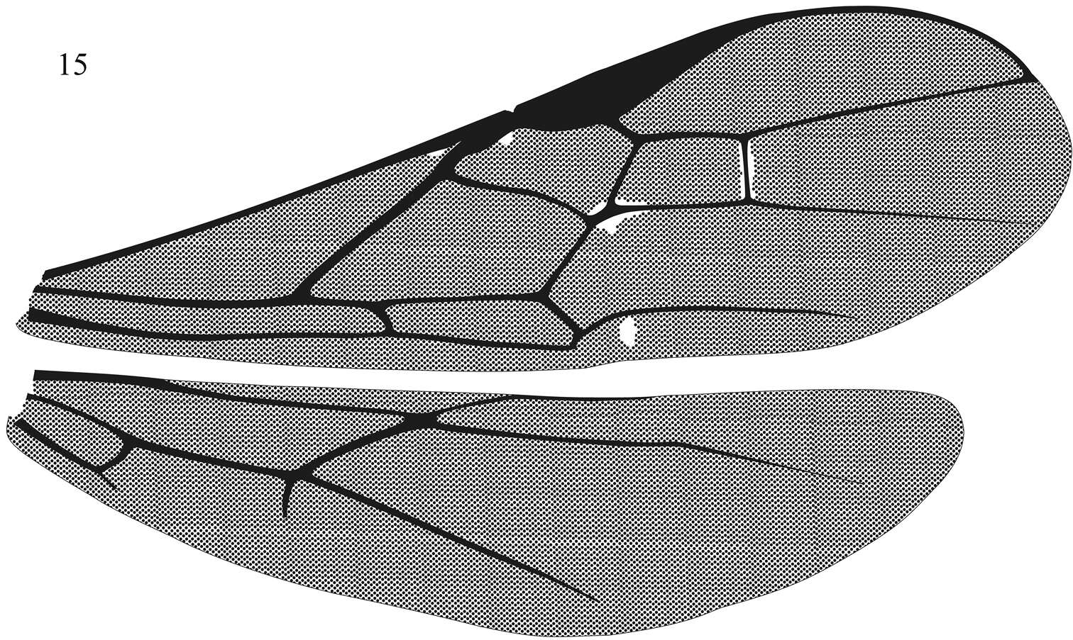 Image of <i>Aleiodes vassununga</i>