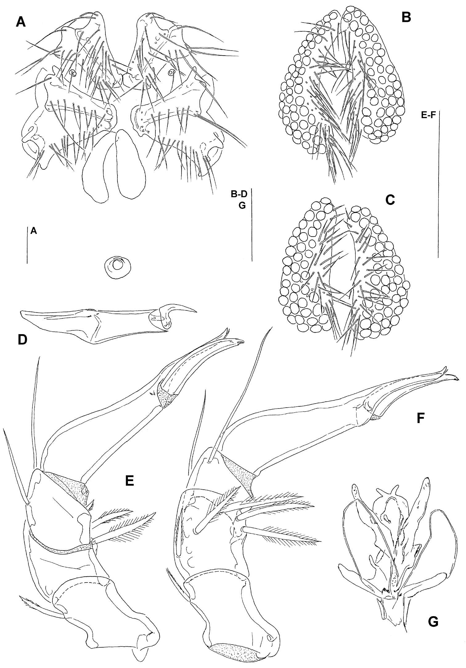 Hydryphantoidea resmi