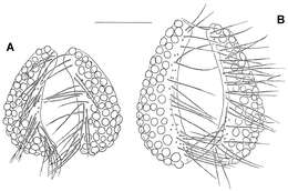 Hydryphantoidea的圖片