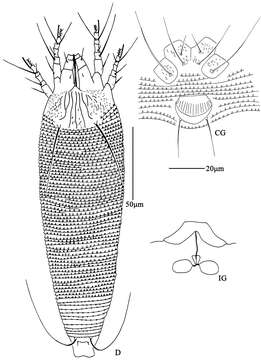 Image of Eriophyoidea