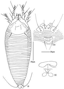 Image of Aculus