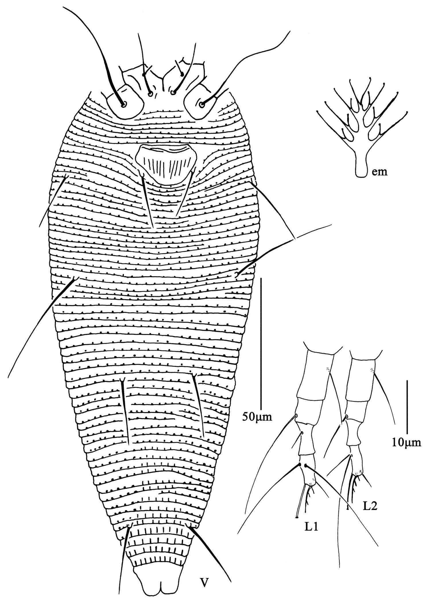 Image of Aculus