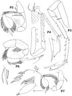 Image of Dubinectes Malyutina & Brandt 2006