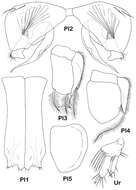 Image of Dubinectes Malyutina & Brandt 2006