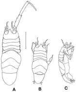 Image of Dubinectes Malyutina & Brandt 2006