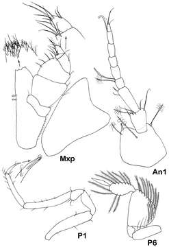 Image of Dubinectes Malyutina & Brandt 2006