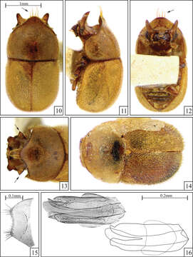 Image of Falsocis egregius Lopes-Andrade & Lawrence
