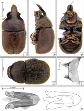 Image de Falsocis occultus Lopes-Andrade & Lawrence