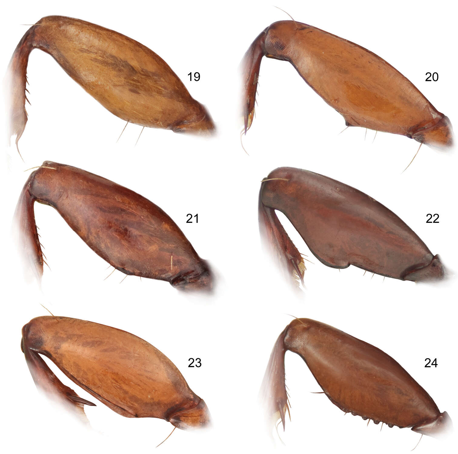 Image of Mizotrechus minutus Erwin 2011