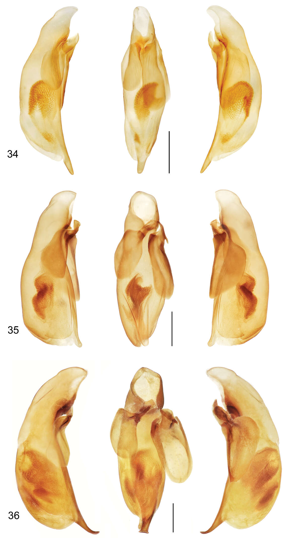 Image of Mizotrechus minutus Erwin 2011