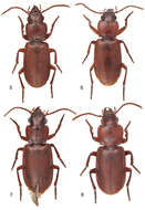 Image of Mizotrechus chontalesensis Erwin 2011