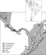 Image of Mizotrechus costaricensis Erwin 2011