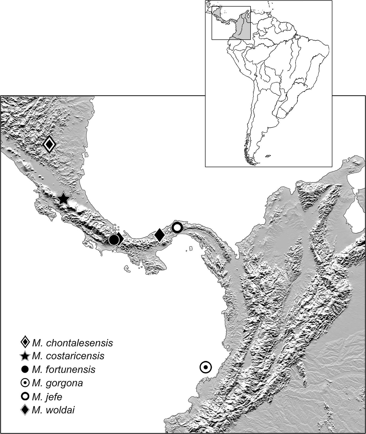 Image of Mizotrechus costaricensis Erwin 2011