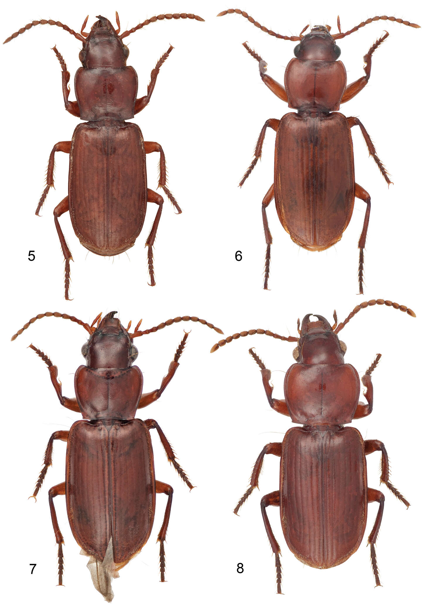 Image of Mizotrechus dalensi Erwin 2011