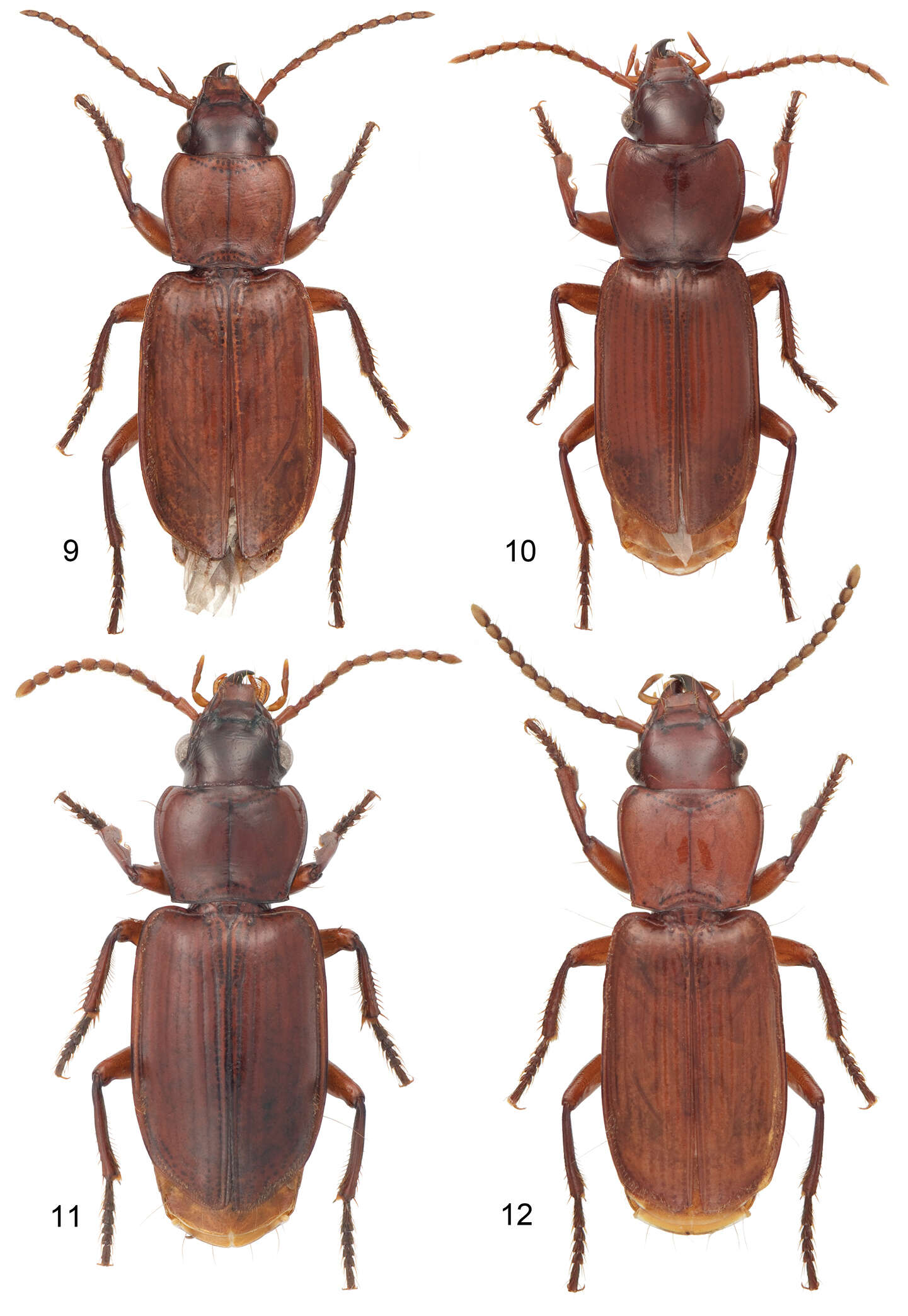 Image of Mizotrechus fortunensis Erwin 2011