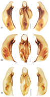 Image of Mizotrechus fortunensis Erwin 2011