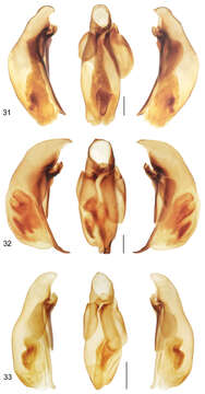 Image of Mizotrechus fortunensis Erwin 2011