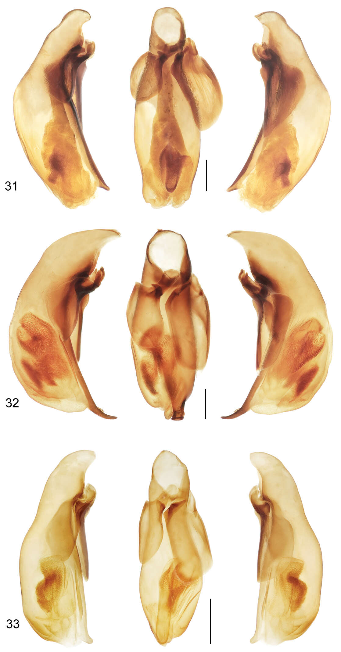 Image of Mizotrechus fortunensis Erwin 2011