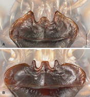 Image of Bembidion (Trichoplataphus) ozarkense Maddison & Hildebrandt 2011