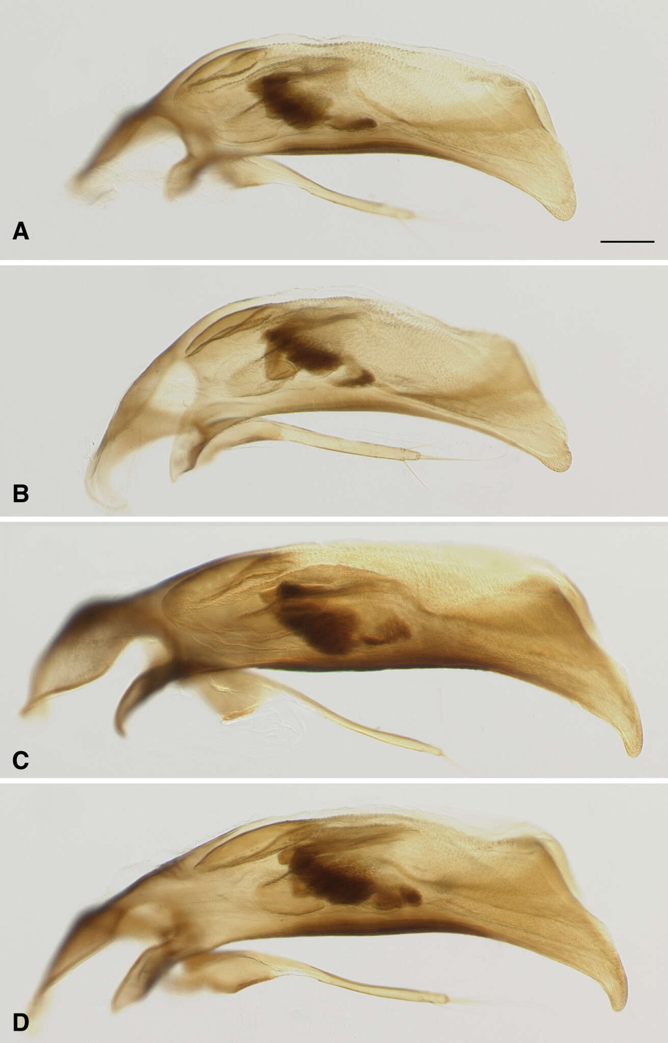 Image of Bembidion (Trichoplataphus) ozarkense Maddison & Hildebrandt 2011