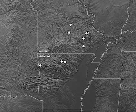 Plancia ëd Bembidion (Trichoplataphus) ozarkense Maddison & Hildebrandt 2011