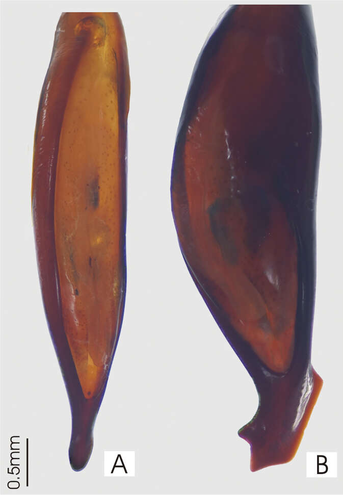 Image of Abacoleptus