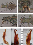 Слика од Brasiella (Brasiella) darlingtoniana Acciavatti 2011