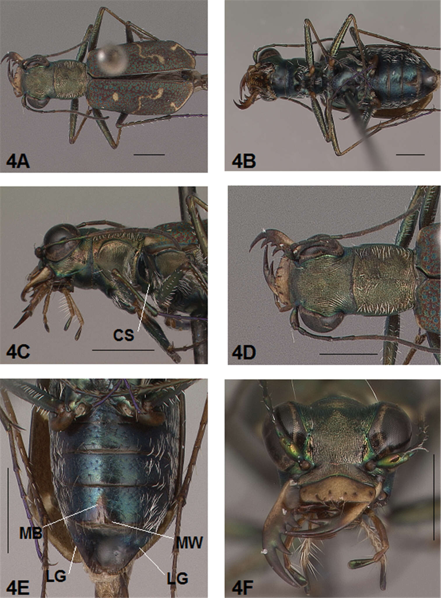 Image of Brasiella (Brasiella) darlingtoniana Acciavatti 2011