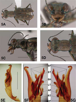 Image of Brasiella (Brasiella) davidsoni Acciavatti 2011