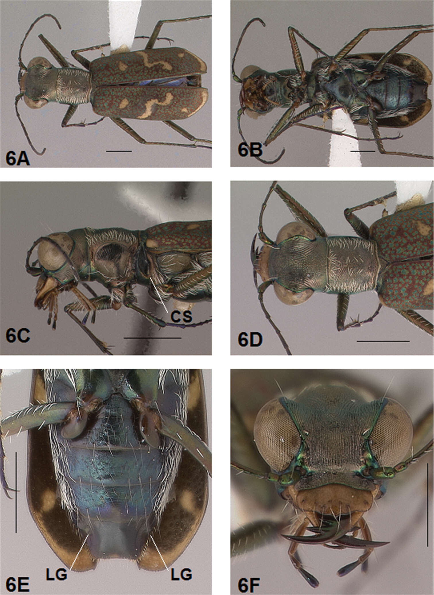 Image of Brasiella (Brasiella) davidsoni Acciavatti 2011