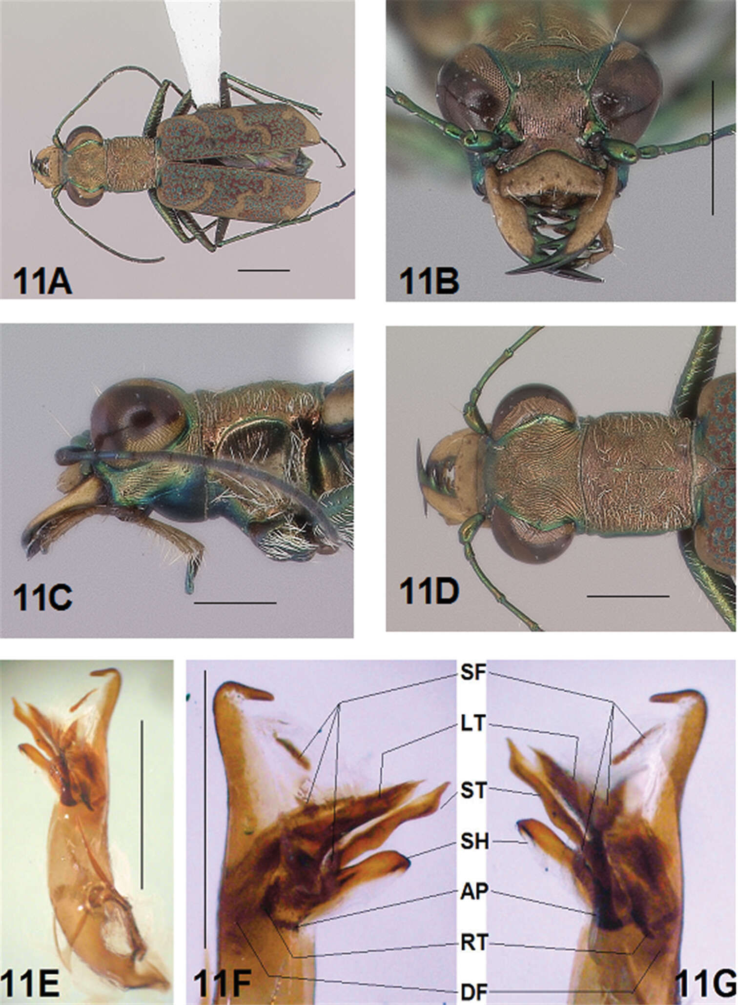 Image of Brasiella (Brasiella) ocoa Acciavatti 2011