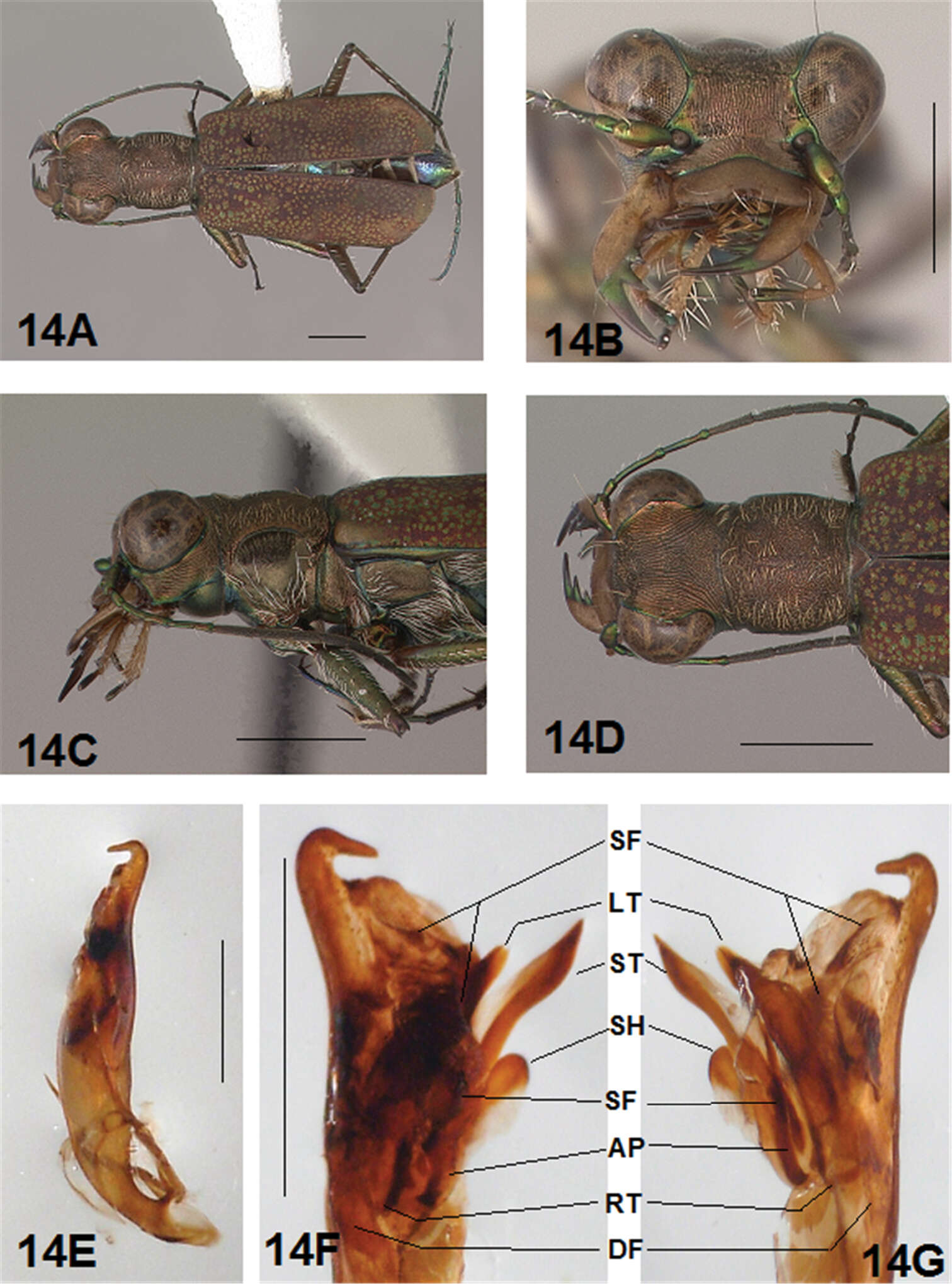 Image of Brasiella (Brasiella) rawlinsi Acciavatti 2011