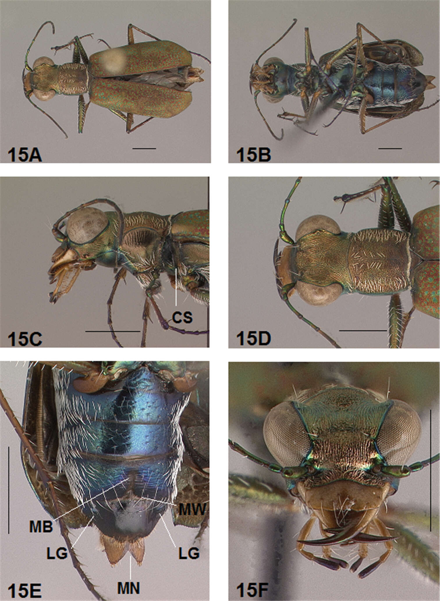 Image of Brasiella (Brasiella) rawlinsi Acciavatti 2011